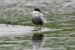 1-Guifette moustac | Chlidonias hybrida | Whiskered Tern